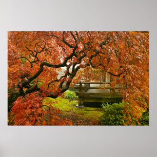 Red Laced Maple Tree in Japanese Garden Poster