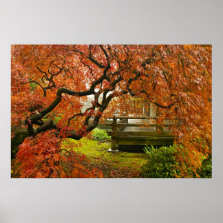 Red Laced Maple Tree in Japanese Garden Poster