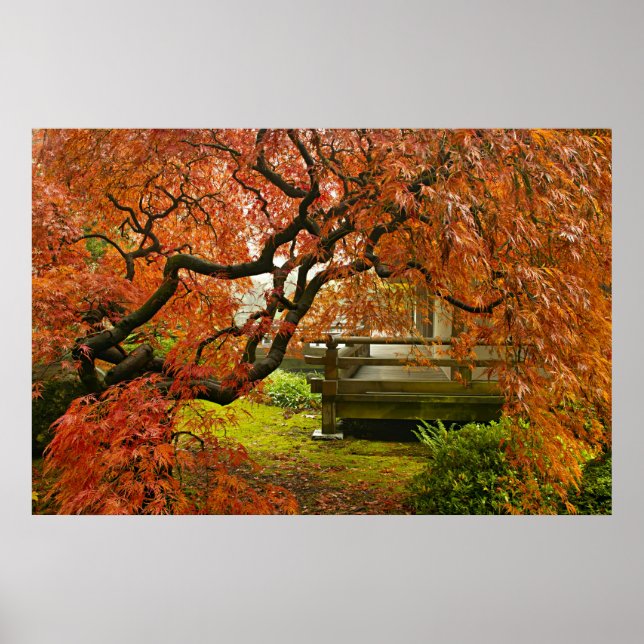 Red Laced Maple Tree in Japanese Garden Poster (Front)