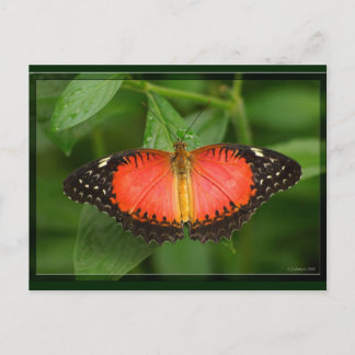 Red Lacewing Postcard