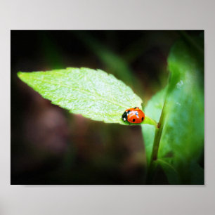 Red Lady Bug Close Up in Nature Photography Poster
