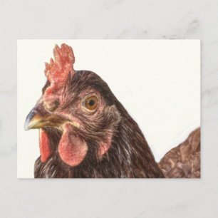 Red Laying Hen Chicken Photo Postcard