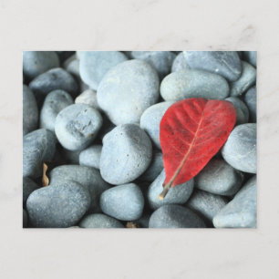 Red leaf and stones postcard
