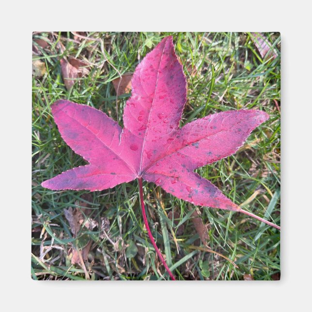 Red Leaf Magnet (Front)