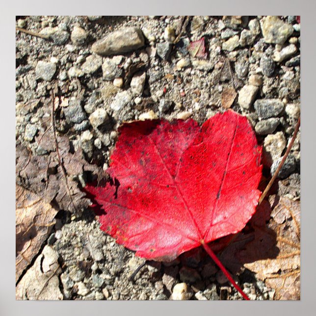 Red Leaf Photo Poster (Front)