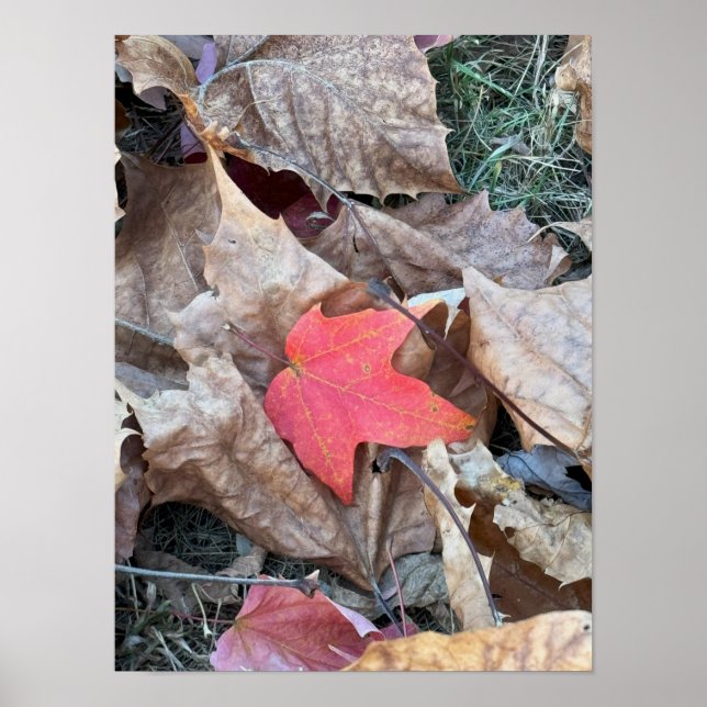 Red Leaf Photo Poster (Front)