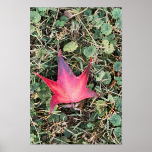 Red Leaf Photo Poster