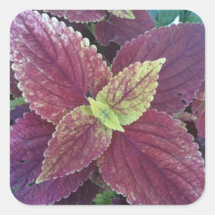 Red Leaf Plant Large Square Stickers