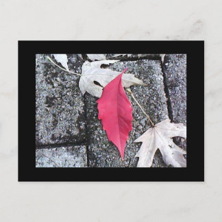 Red Leaf Post Card