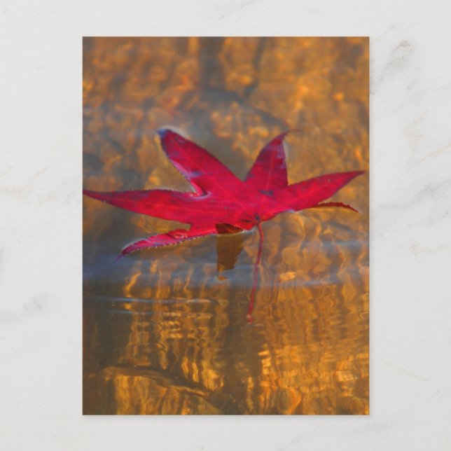 Red Leaf Postcard (Front)