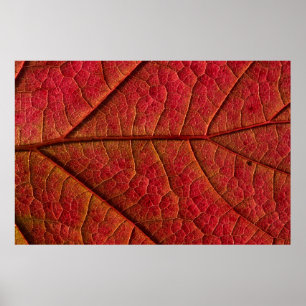 Red leaf poster