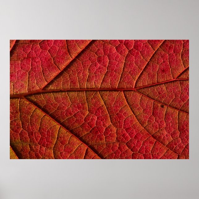Red leaf poster (Front)