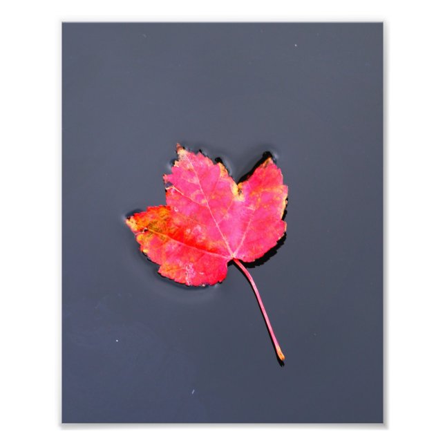 Red leaf to the side photo print (Front)