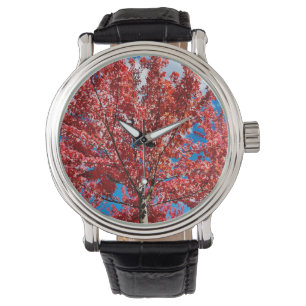 Red Leaf Tree In Fall Watch