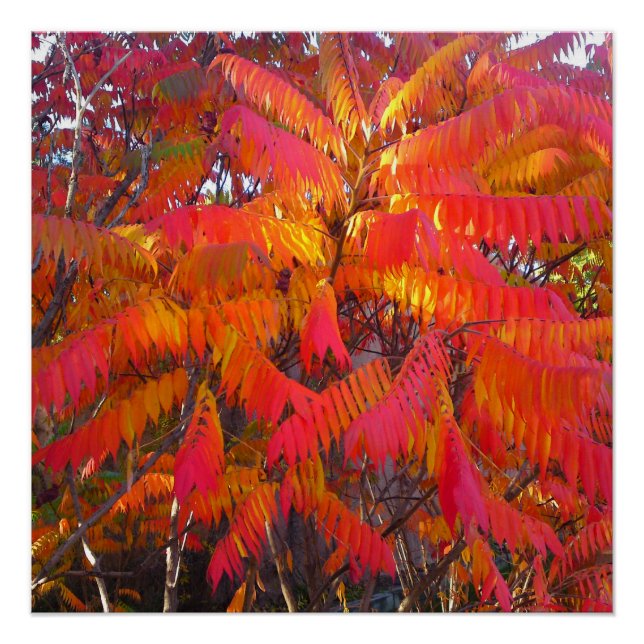 Red Leaf Tree Perfect Poster (Front)