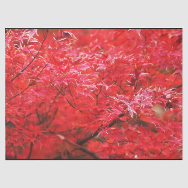Red leaves all around tissue paper (Front)