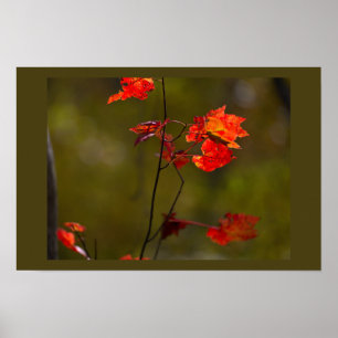 Red Leaves and Branches Poster