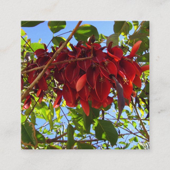 red leaves card (Front)