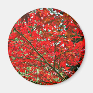 Red leaves magnet