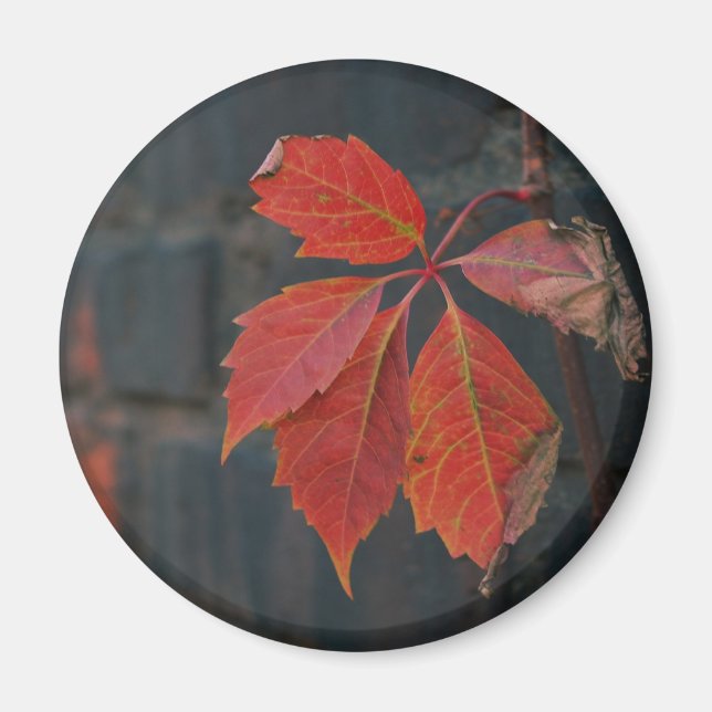 Red Leaves Magnet (Front)