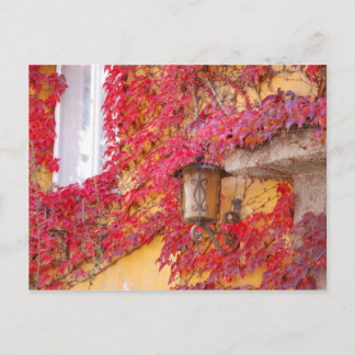 Red Leaves Postcard