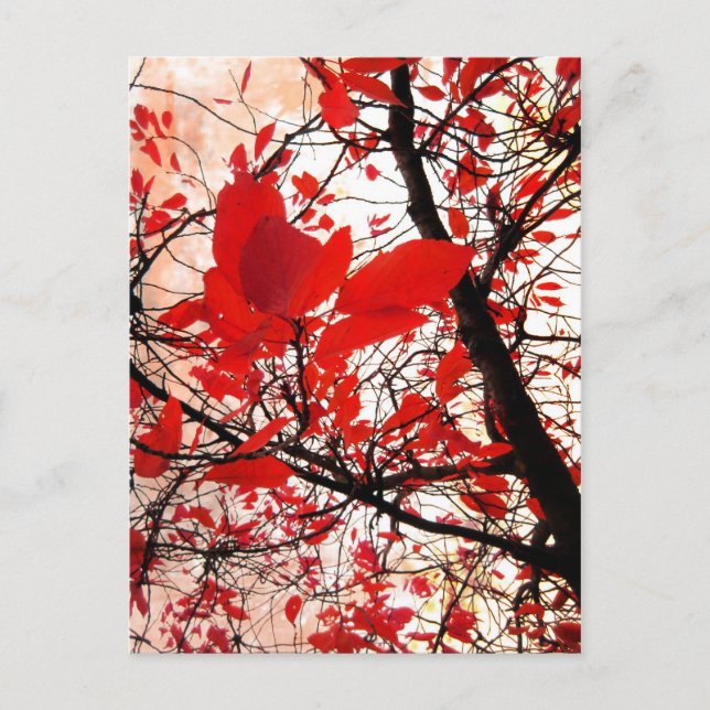 Red leaves - Postcard (Front)