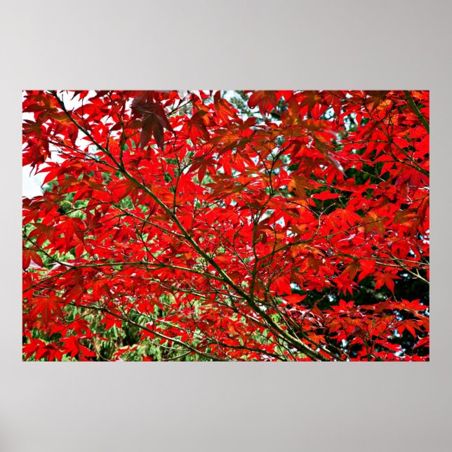Red leaves poster (Front)