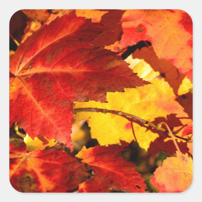 Red leaves yellow leaves golden autumn leaves  square sticker (Front)