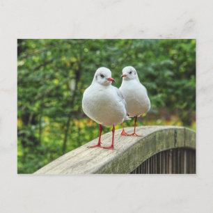 Red Legged Kittiwakes Postcard