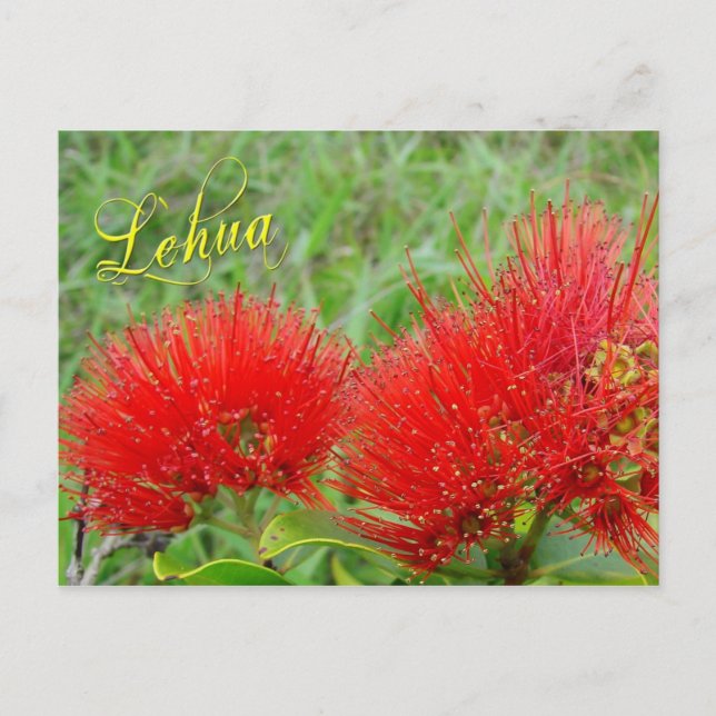 Red Lehua flowers in Maui Postcard (Front)