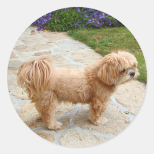 Red Lhasa Apso dog Classic Round Sticker