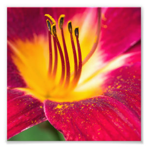 Red Lily Close up Macro Photo Print