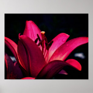 Red Lily Flower Close Up Poster