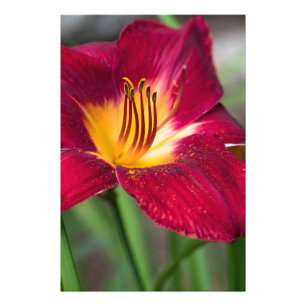 Red Lily Flower Photo Print