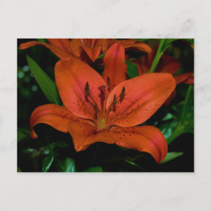 red lily postcard