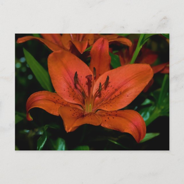 red lily postcard (Front)