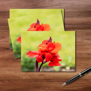 Red Lily Postcard