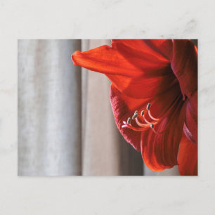 Red Lion Amaryllis Flower Photo Postcard