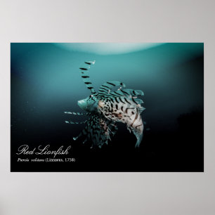 Red lionfish (Pterois volitans ,Linnaeus, 1758) Poster