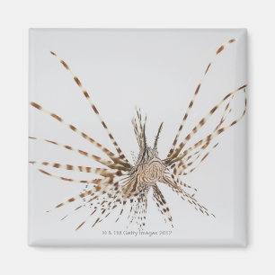 Red lionfish (Pterois volitans) Magnet