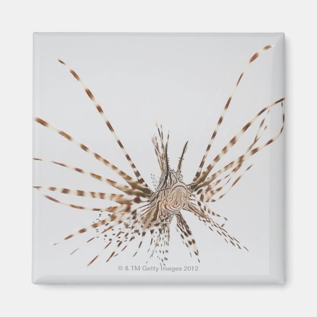 Red lionfish (Pterois volitans) Magnet (Front)