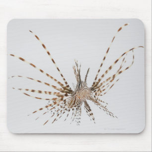 Red lionfish (Pterois volitans) Mouse Pad