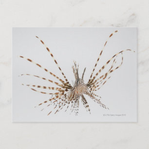Red lionfish (Pterois volitans) Postcard