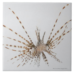Red lionfish (Pterois volitans) Tile