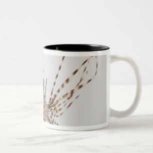 Red lionfish (Pterois volitans) Two-Tone Coffee Mug