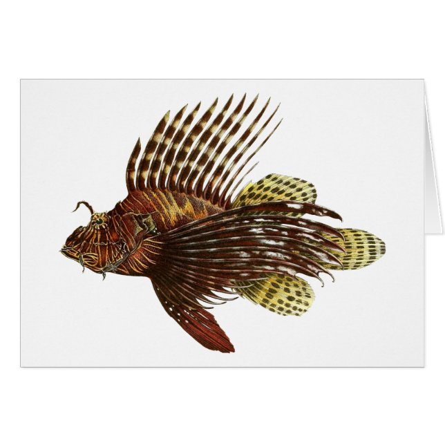 Red Lionfish Vintage Print (Front Horizontal)