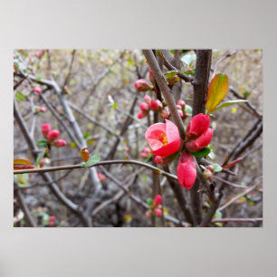 red little flowers poster