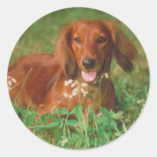 Red Long Haired Dachshund Classic Round Sticker