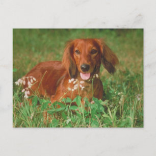 Red Long Haired Dachshund Postcard