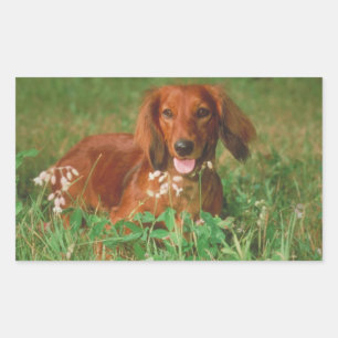 Red Long Haired Dachshund Rectangular Sticker